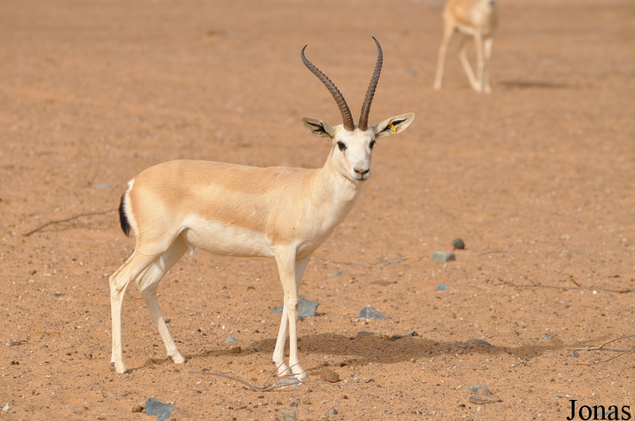Gazella subgutturosa marica