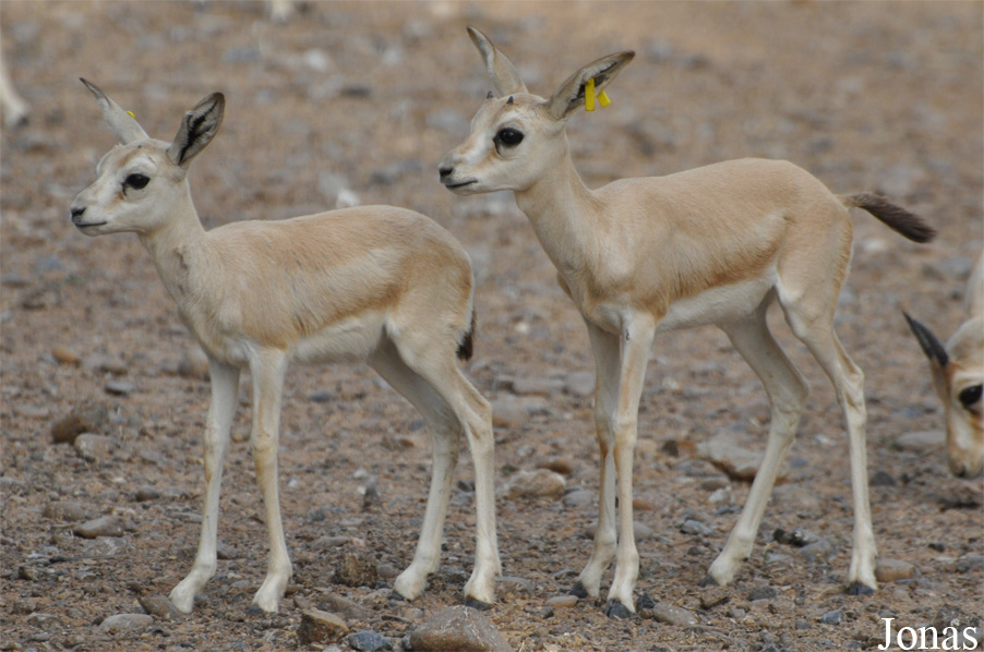 Gazella subgutturosa marica