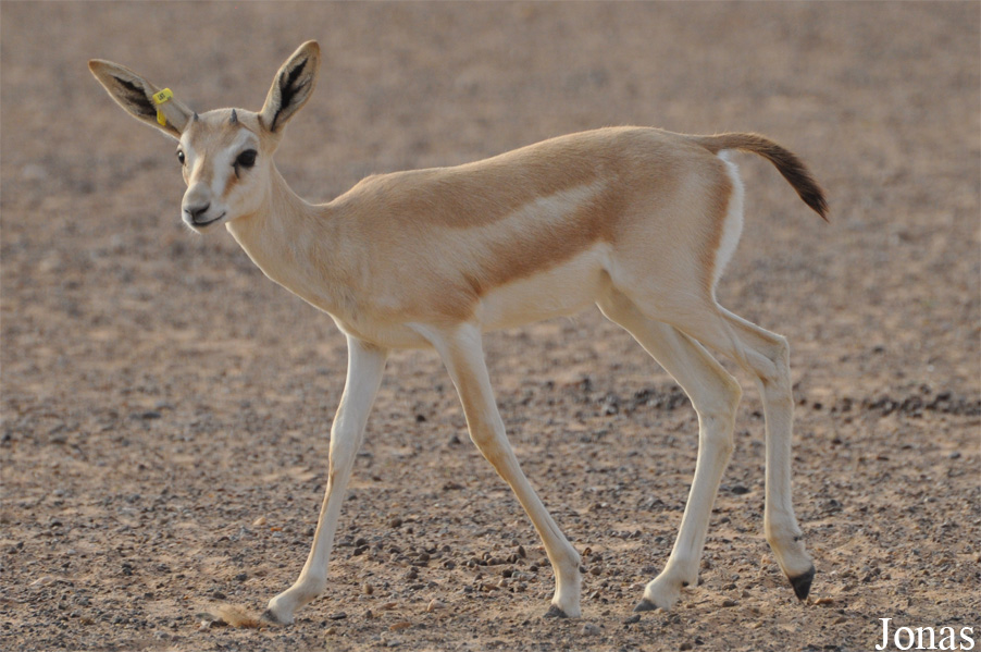 Gazella subgutturosa marica