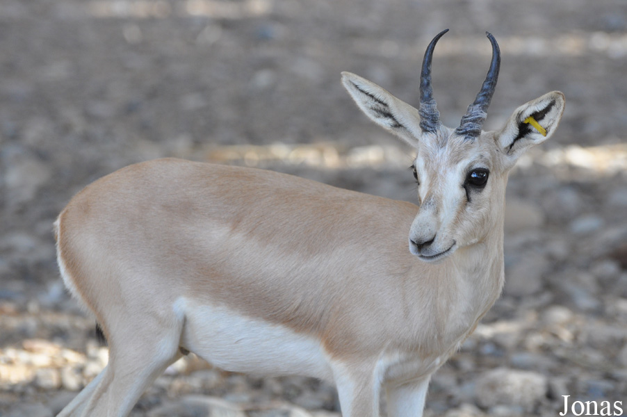 Gazella subgutturosa marica