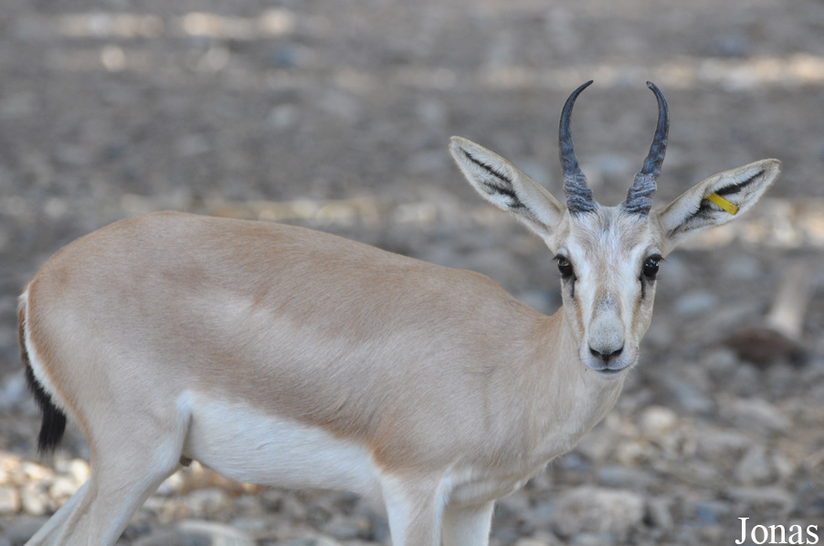 Gazella subgutturosa marica