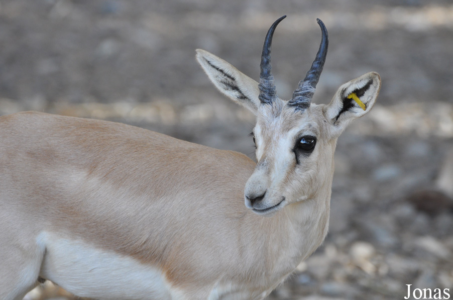 Gazella subgutturosa marica