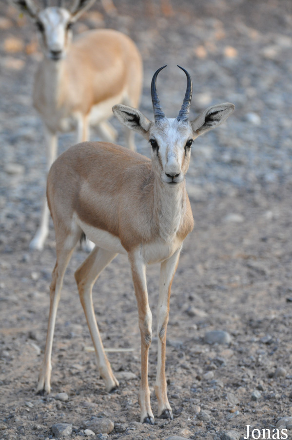 Gazella subgutturosa marica