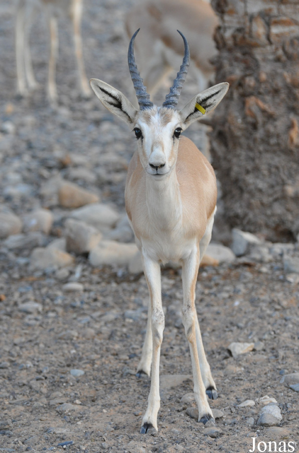 Gazella subgutturosa marica