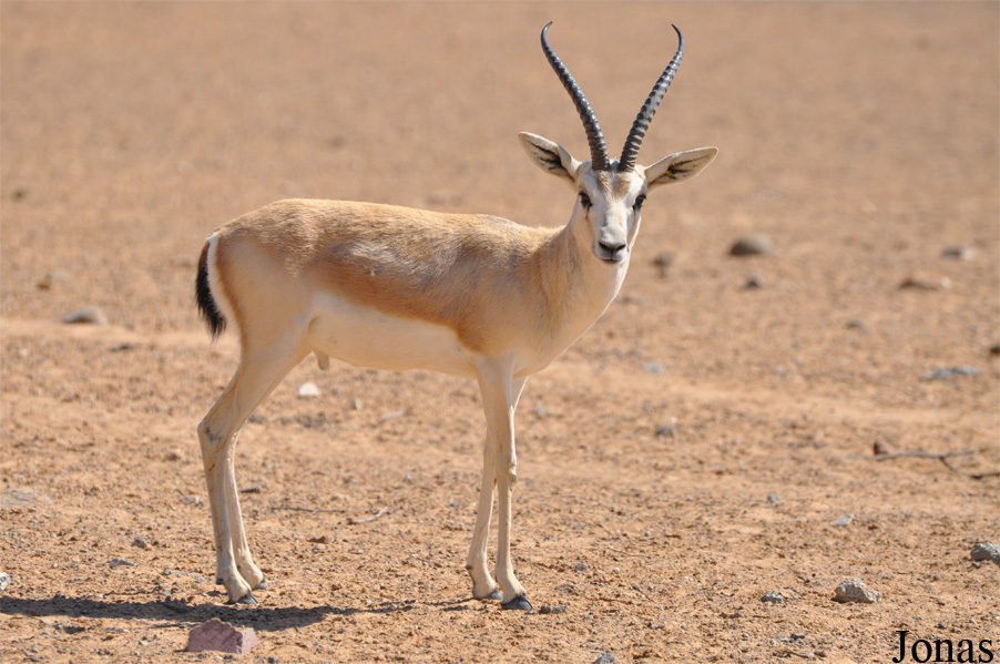 Gazella subgutturosa marica