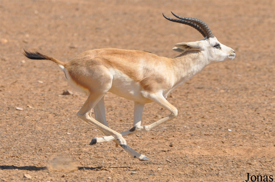 Gazella subgutturosa marica