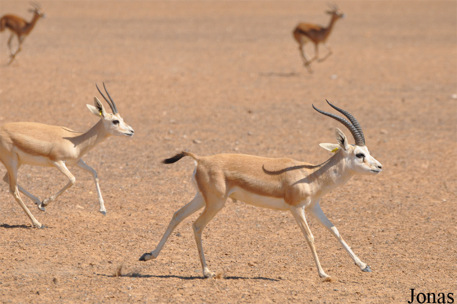 Gazella subgutturosa marica