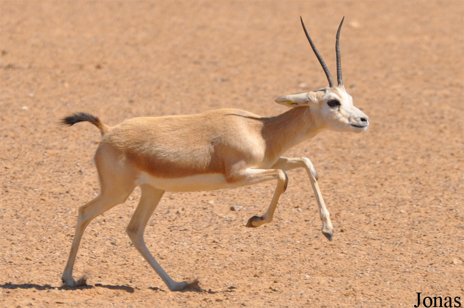 Gazella subgutturosa marica
