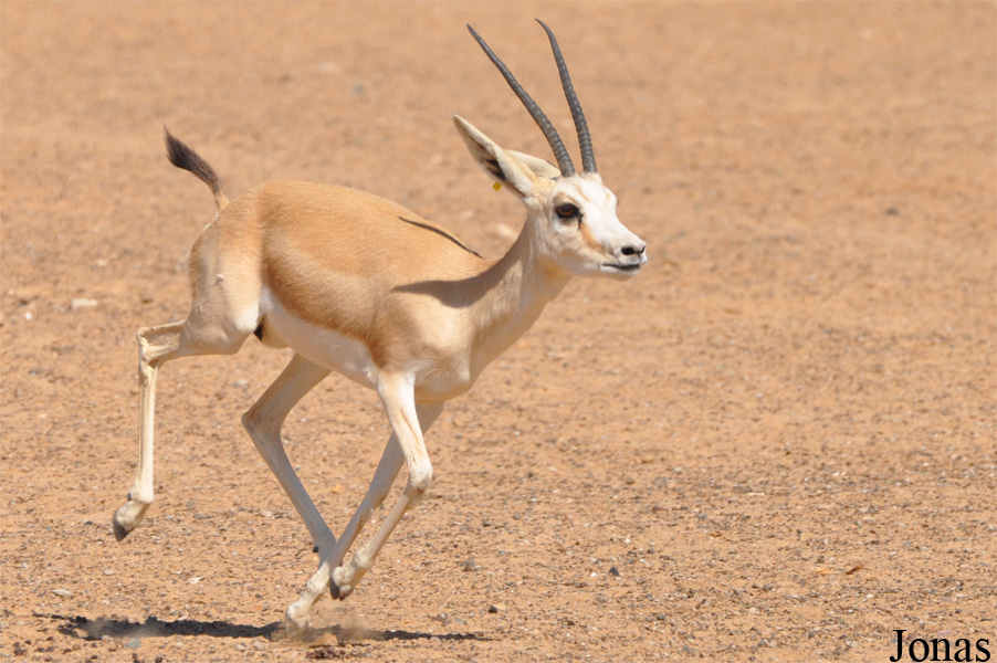 Gazella subgutturosa marica