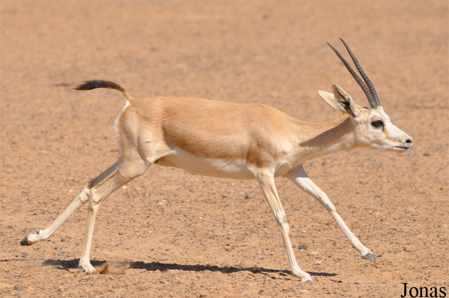 Gazella subgutturosa marica
