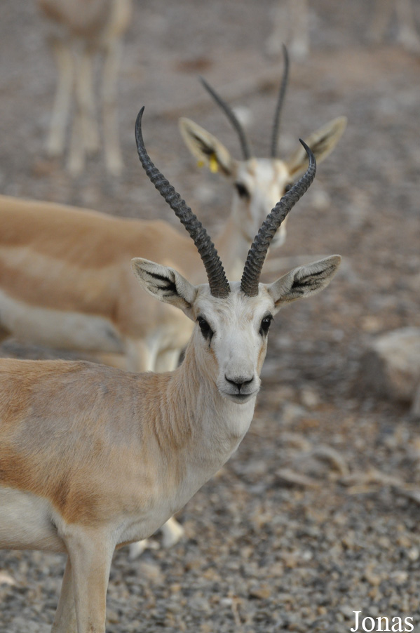 Gazella subgutturosa marica