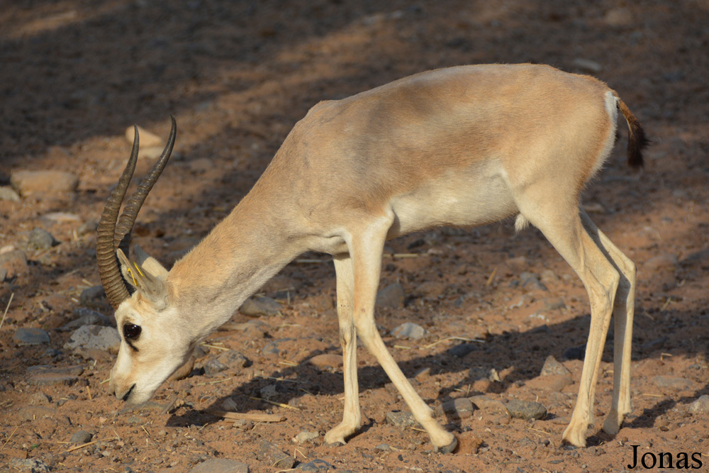 Gazella subgutturosa marica