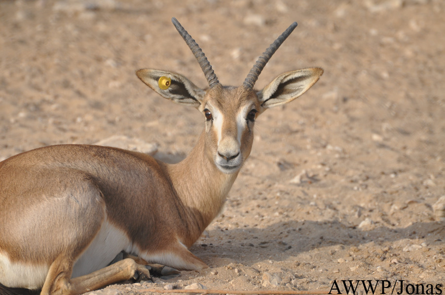 Gazella subgutturosa subgutturosa