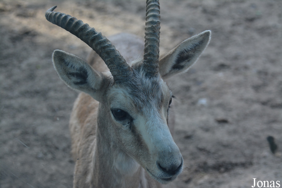Gazella subgutturosa yarkandensis