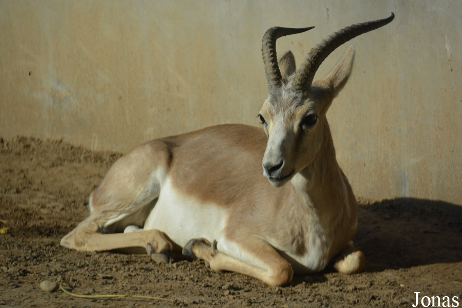 Gazella subgutturosa yarkandensis