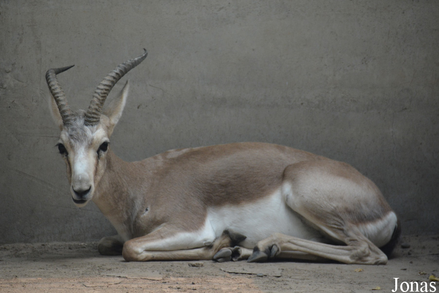 Gazella subgutturosa yarkandensis