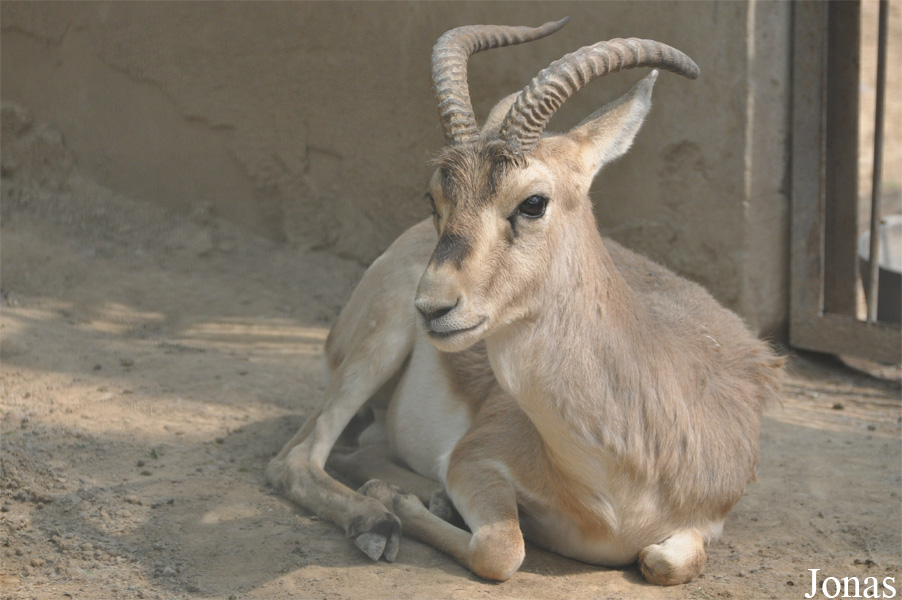 Gazella subgutturosa yarkandensis
