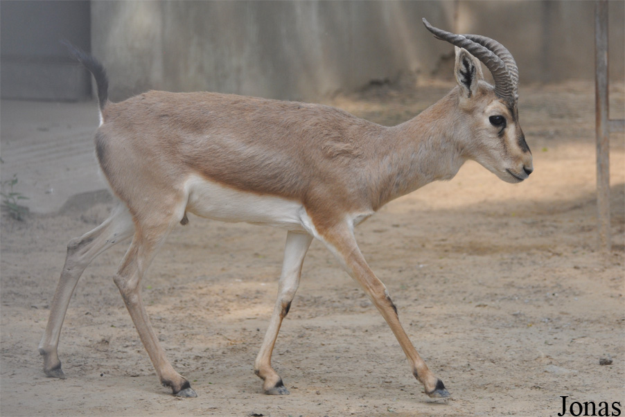 Gazella subgutturosa yarkandensis