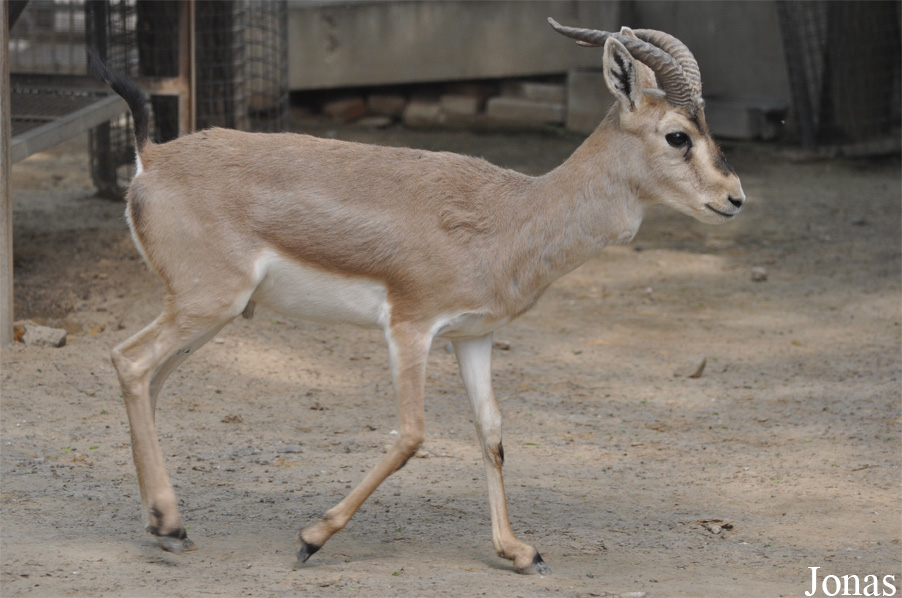 Gazella subgutturosa yarkandensis