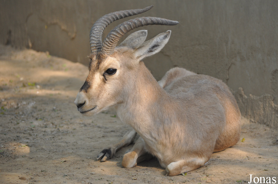 Gazella subgutturosa yarkandensis