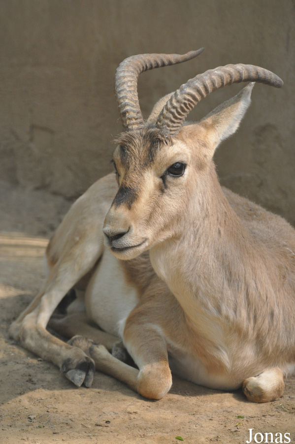 Gazella subgutturosa yarkandensis