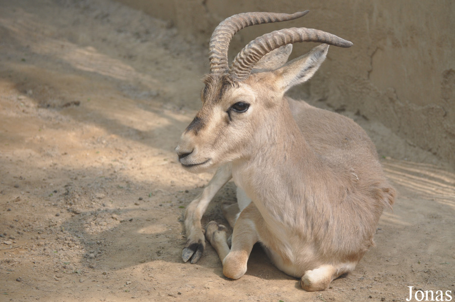 Gazella subgutturosa yarkandensis