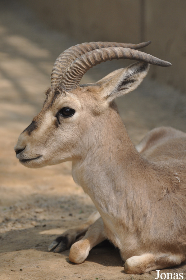 Gazella subgutturosa yarkandensis