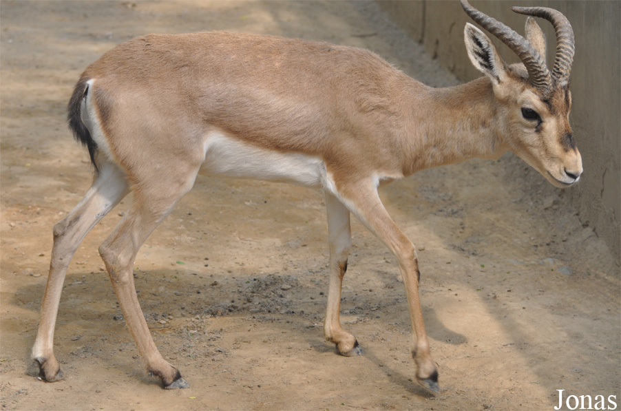 Gazella subgutturosa yarkandensis