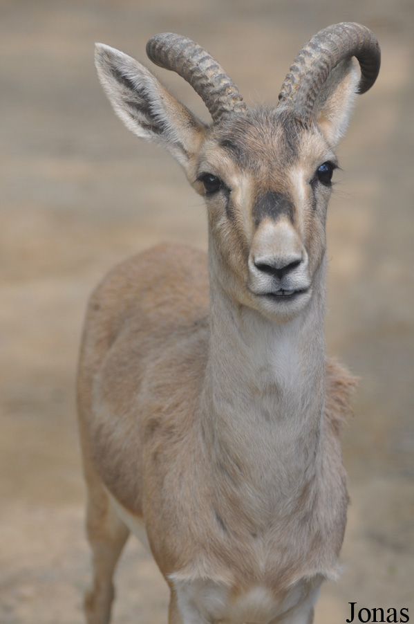 Gazella subgutturosa yarkandensis