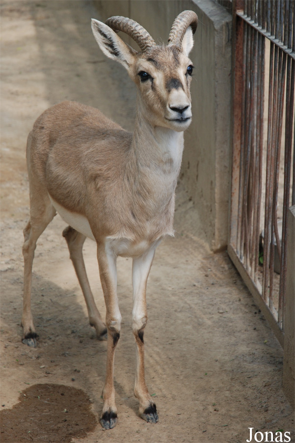 Gazella subgutturosa yarkandensis