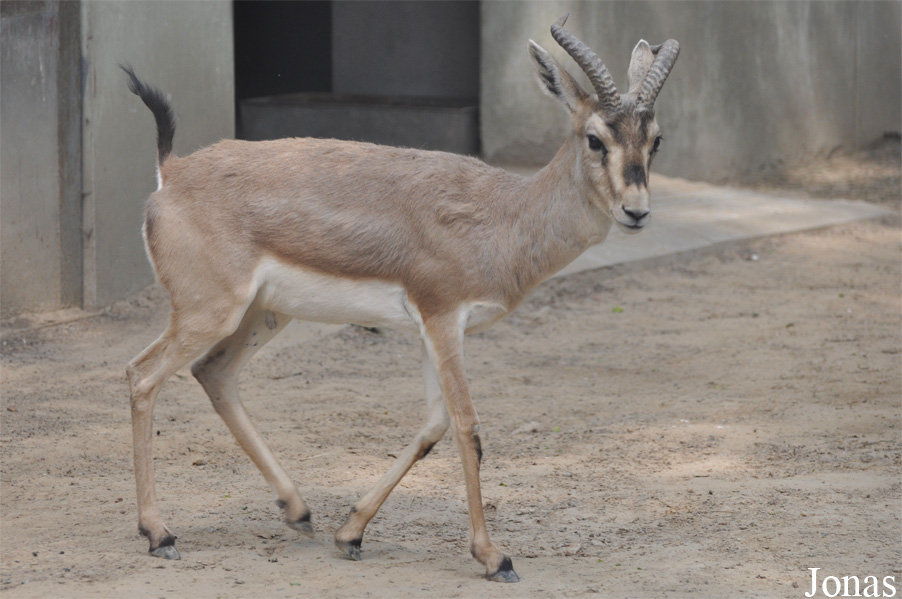 Gazella subgutturosa yarkandensis