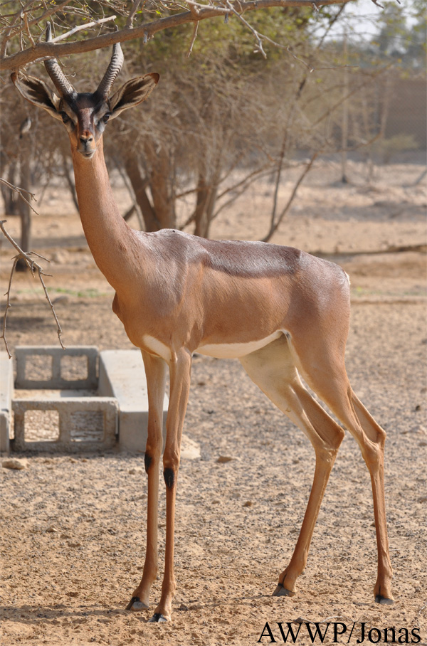 Litocranius walleri sclateri