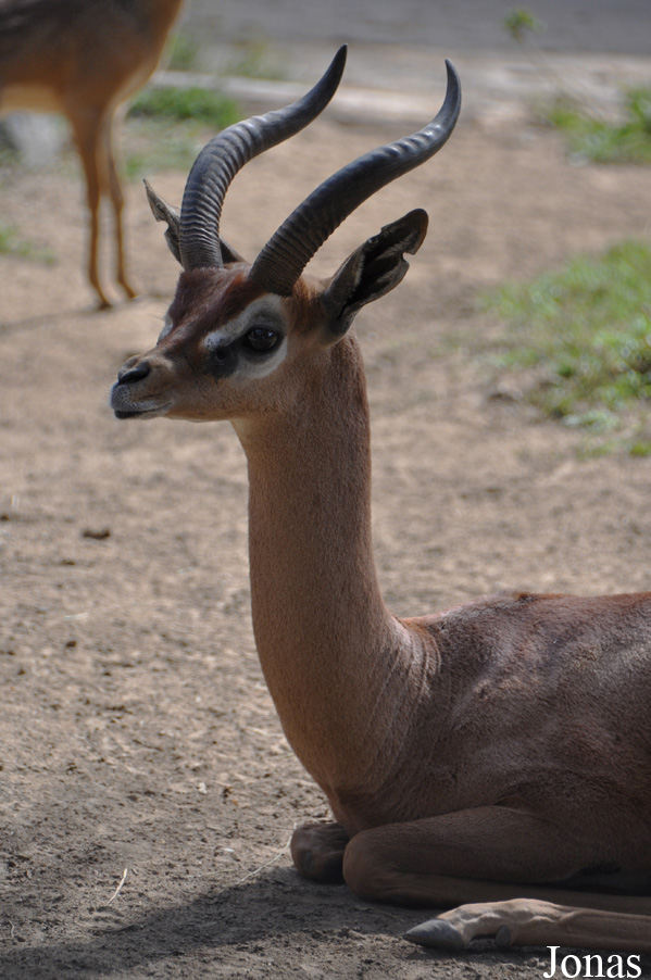 Litocranius walleri walleri