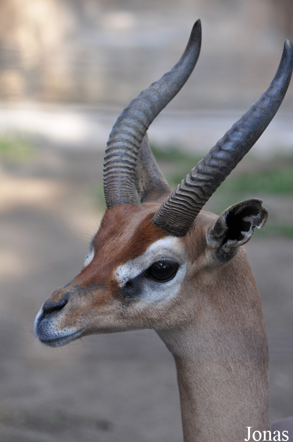 Litocranius walleri walleri
