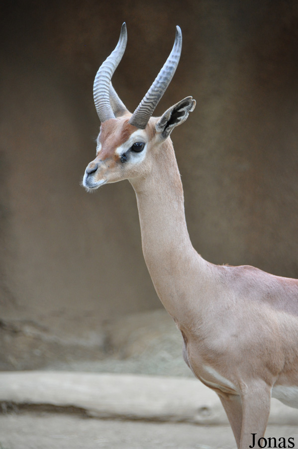 Litocranius walleri walleri