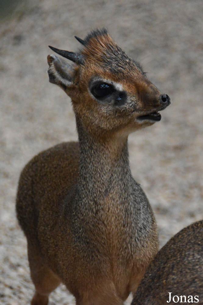 Madoqua kirkii