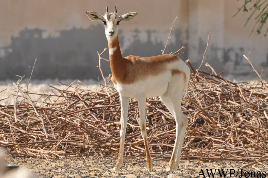 Nanger dama ruficollis
