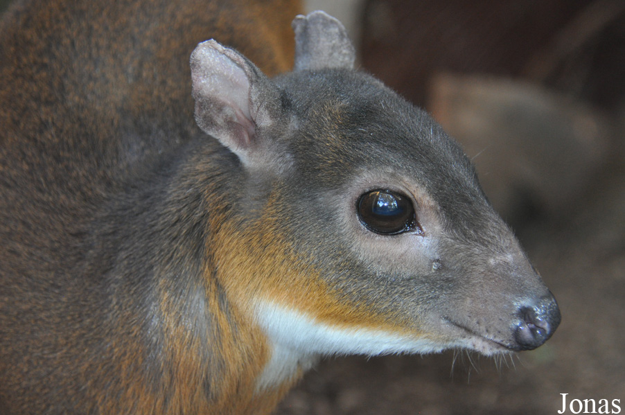 Neotragus pygmaeus
