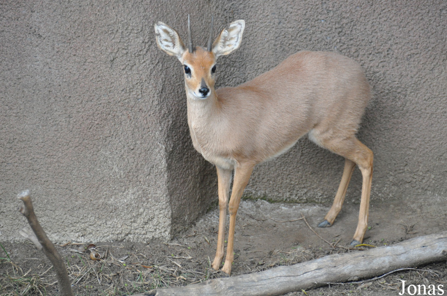 Raphicerus campestris campestris