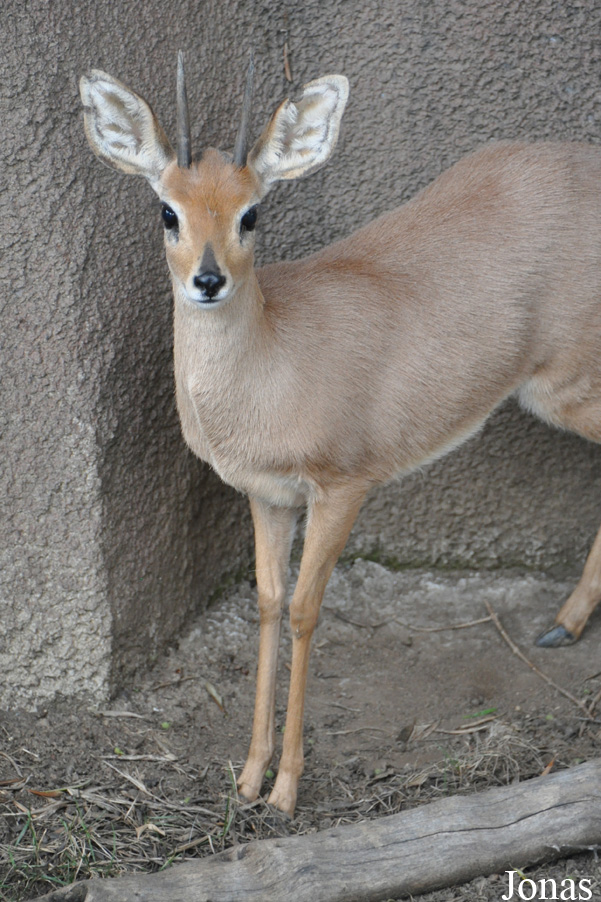 Raphicerus campestris campestris