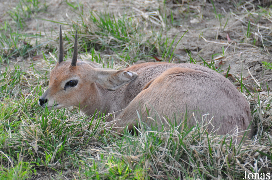 Raphicerus campestris campestris
