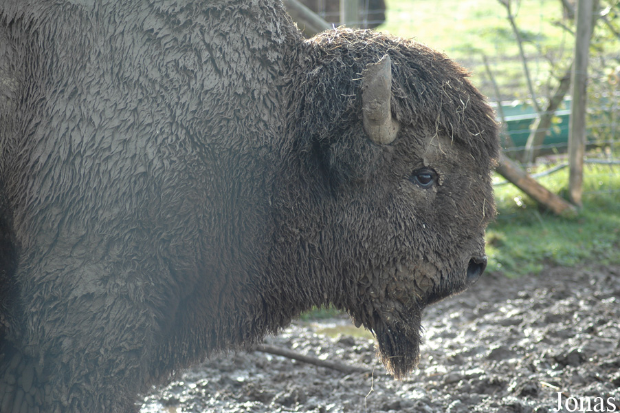Bison bison
