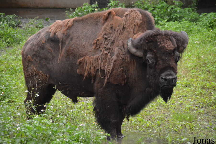 Bison bison