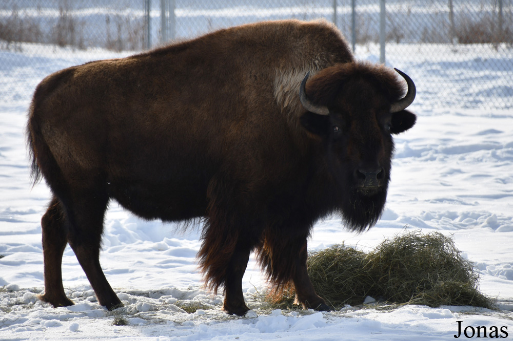 Bison bison