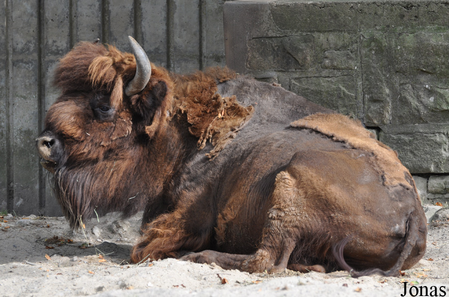 Bison bison bison