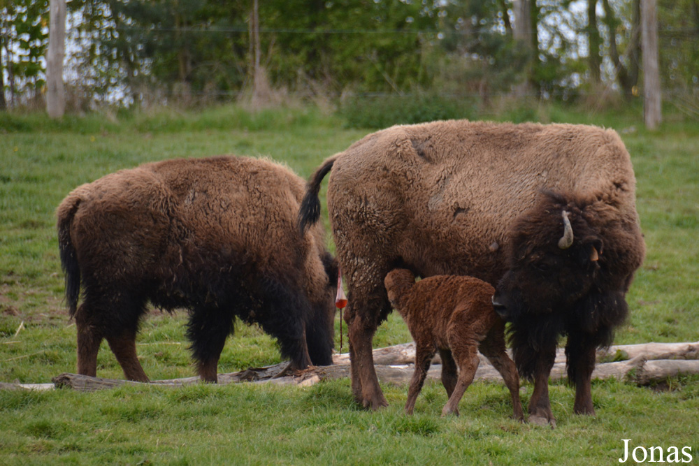 Bison bison bison
