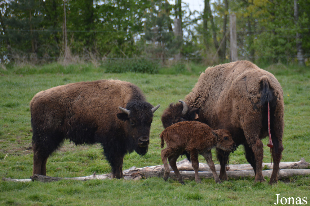 Bison bison bison