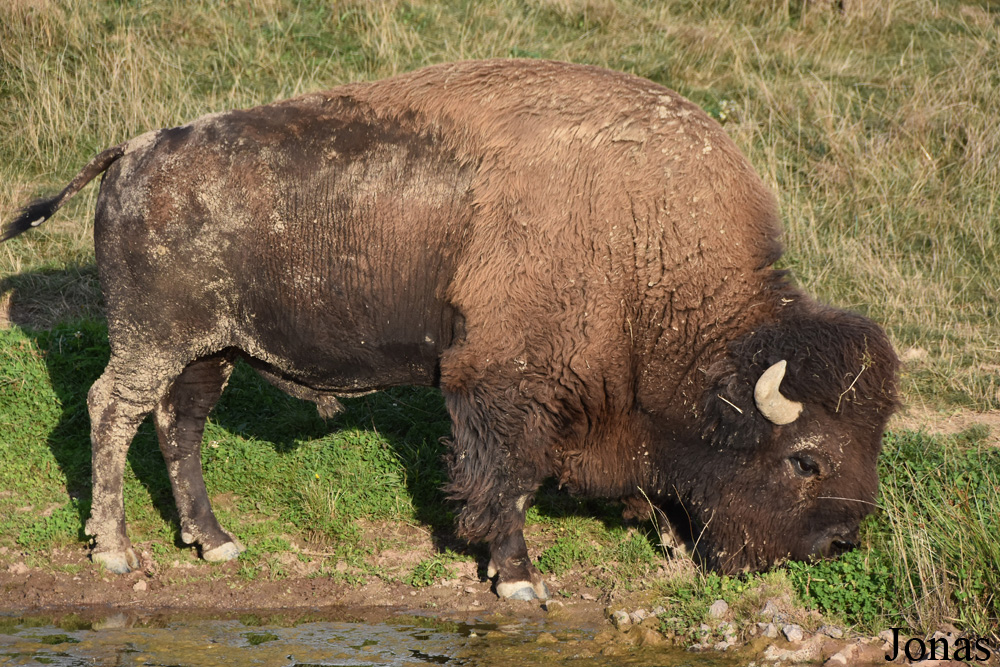 Bison bison bison