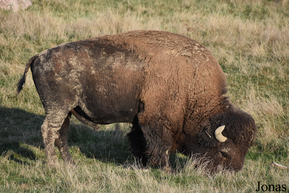 Bison bison bison