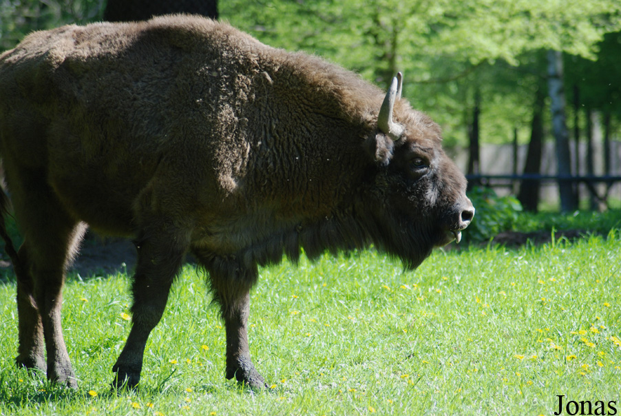 Bison bonasus